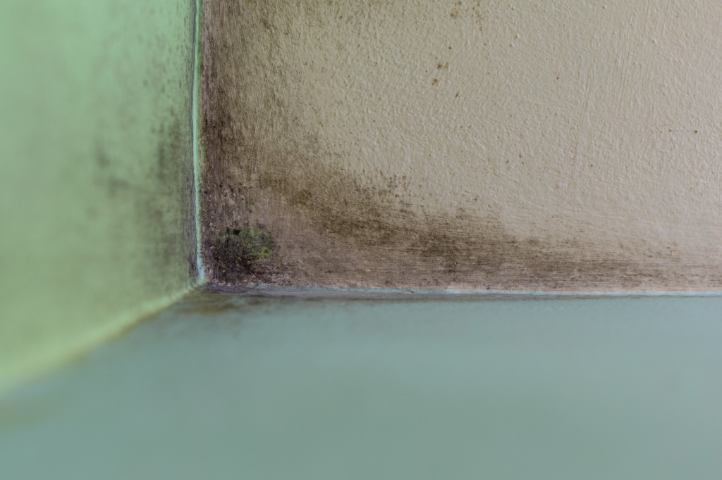 5 Signs You have Have Hidden Plumbing Leak in Upstate SC - moldy corner